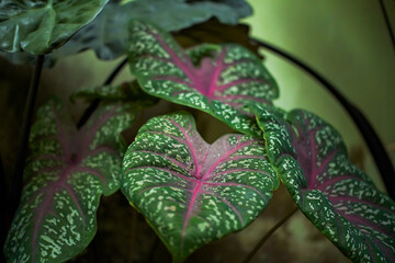 Close-up photo of green leaves growing wild around the residential area. Background pattern of wild plants dominated by green.