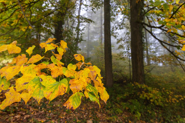 Linden (Tilia) Leaves Turning Yellow in Misty Autumn Forest