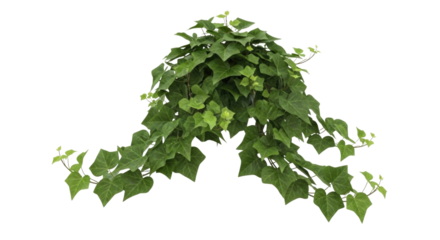 Green vine plant with leaves transparent background cutout png