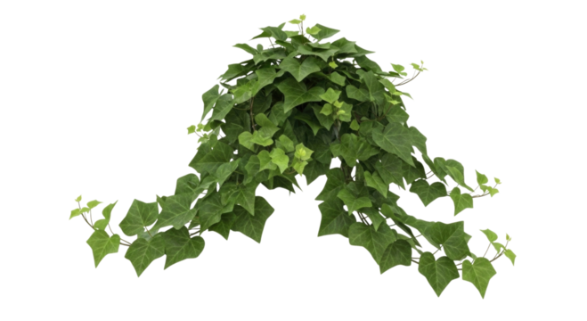 Green vine plant with leaves transparent background cutout png - Powered by Adobe