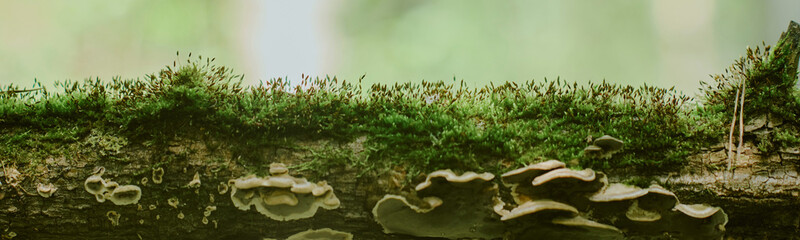 Closeup showing moss and small fungi growing on fallen tree trunk in forest, capturing natural woodland ecosystem with detailed textures of plant life and organic decay