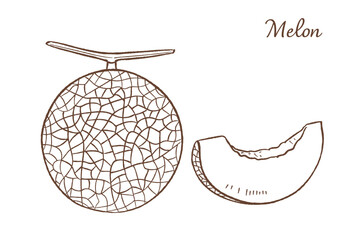 メロンの手描きベクターイラスト