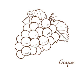 葡萄の手描きベクターイラスト
