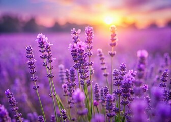 Fototapeta premium Lavender Field Blurred Background Wallpaper - Purple Flowers Meadow Stock Photo