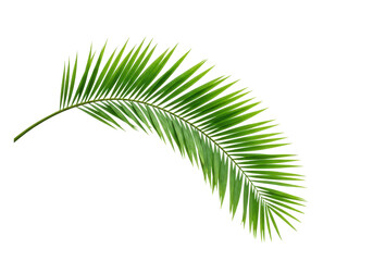 Obraz premium Green palm leaf PNG isolated on transparent background, tropical foliage for summer design and exotic vacation themes