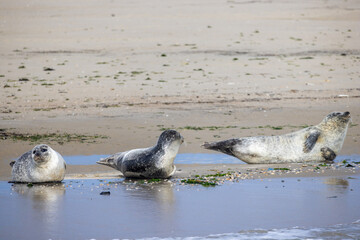 Eierland, De Cocksdorp, Texel, The Netherlands, Oktober 28th, 2024, A trio of seals lounging by the shore, showcasing their playful nature in a serene beach environment.