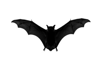 Fototapeta premium Black bat flying isolated PNG on transparent background, nocturnal animal for Halloween and horror themes, spooky creature
