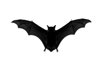 Black bat flying isolated PNG on transparent background, nocturnal animal for Halloween and horror themes, spooky creature