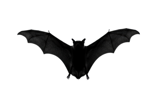 Black bat flying isolated PNG on transparent background, nocturnal animal for Halloween and horror themes, spooky creature