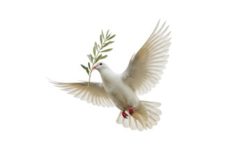 Dove with olive branch PNG isolated on transparent background, symbol of peace and hope for graphic design and religious projects