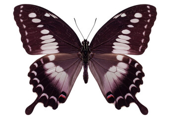 Elegant purple butterfly isolated PNG on transparent background, beautiful insect with patterned wings for design projects and nature-themed compositions