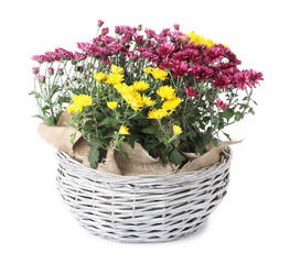 Beautiful pink and yellow chrysanthemum flowers in wicker basket isolated on white