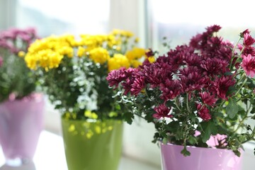 Beautiful chrysanthemum flowers in pots on window sill, closeup
