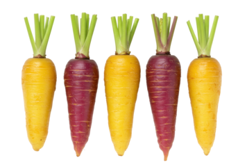 Five colorful carrots PNG isolated on transparent background, yellow and purple root vegetables for healthy eating and vegetarian diet
