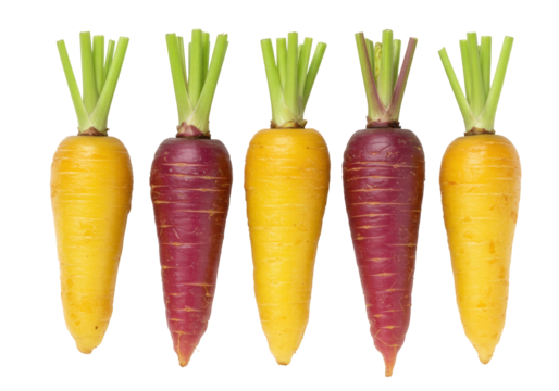 Five colorful carrots PNG isolated on transparent background, yellow and purple root vegetables for healthy eating and vegetarian diet - Powered by Adobe