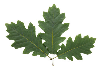 Three green oak leaves isolated PNG on transparent background, foliage cutout for autumn designs and botanical compositions