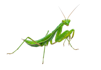 Isolated green praying mantis insect posed against a clean backdrop on a bright day in nature