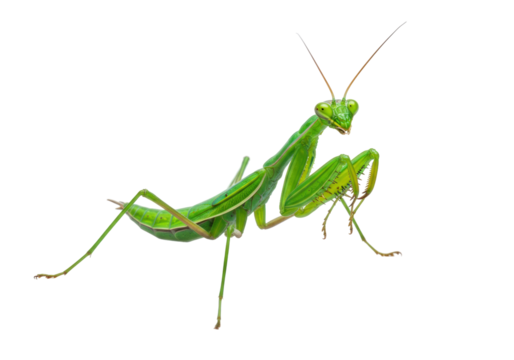 Isolated green praying mantis insect posed against a clean backdrop on a bright day in nature