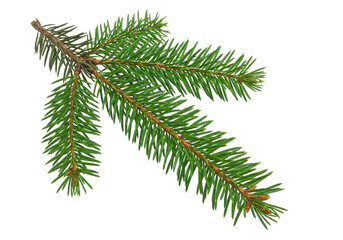 Green spruce branch PNG isolated on transparent background, evergreen tree twig with needles for Christmas and winter design © Jonathan
