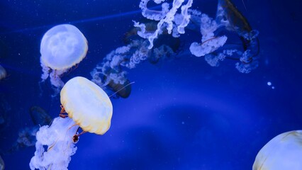 Illuminated jellyfish in a deep blue aquarium — an aesthetic image for design, advertising wellness services, scientific and educational materials, meditative content, and background decoration.