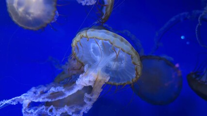 Jellyfish in a deep blue aquarium — an elegant video for design, wellness service advertising, scientific and educational materials, meditative content, and background decoration.