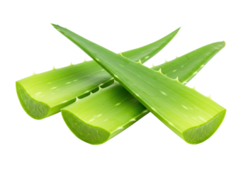 Fresh aloe vera leaves isolated PNG, succulent plant pieces with spiky edges for natural skincare and herbal medicine concepts