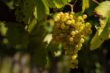 Close-up of ripe white grapes on the vine bathed in sunlight, perfect for themes of winemaking, viticulture, and organic farming.