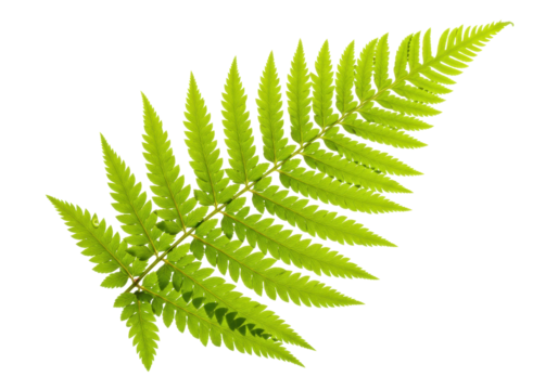 Bright green fern frond isolated PNG, botanical foliage element on transparent background for nature designs and tropical themes