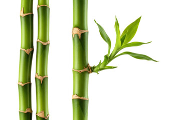 Fototapeta premium Fresh green bamboo stems isolated PNG, lucky plant stalks on transparent background for Asian-themed designs and wellness concepts