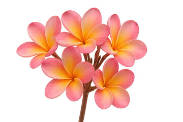 Naklejka premium Plumeria flowers blooming, tropical frangipani blossoms with pink and yellow petals on a stem, transparent background