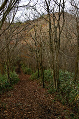 天子山地の竜ヶ岳　夜明け間近の石仏コースの登山道
