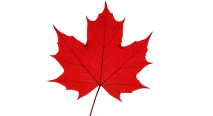 Vibrant red maple leaf emblem symbolizing canadian heritage and nature's beauty