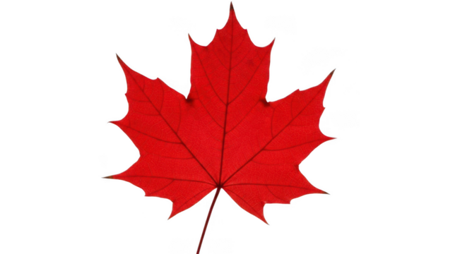 Vibrant red maple leaf emblem symbolizing canadian heritage and nature's beauty