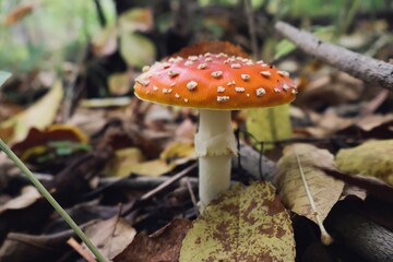Fly agaric