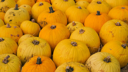 Orange pumpkins in wooden wagon on farm ready for Halloween decor.