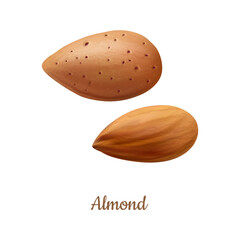 Natural almonds, isolated nuts shelled and with shell. Vector raw or roasted prunus dulcis kernels. Vegan and vegetarian butter, milk and flour sources. Realistic stone fruits. Sweets ingredient