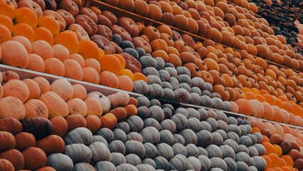 Autumn pumpkin harvest on countryside farm with rustic decor