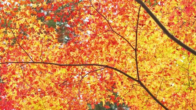 The beauty of vibrant maple leaves, autumn scenery