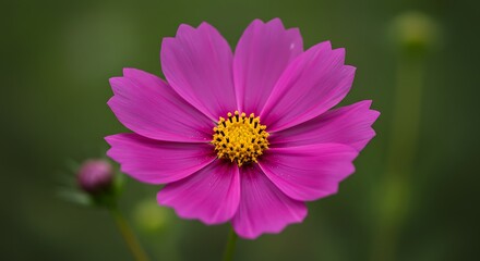 Obraz premium Vibrant Cosmos Flower in Full Bloom with Delicate Pink Petals.
