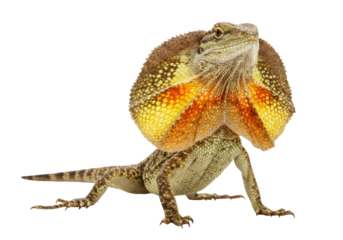 Isolated Frilled-Neck Lizard displaying its frill; striking pose, curious animal expression
