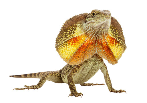Isolated Frilled-Neck Lizard displaying its frill; striking pose, curious animal expression