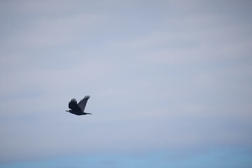 Flying bird of corvus family birds catched against sky in Hungary countryside
