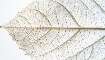 Close-up of a translucent white leaf skeleton with intricate vein patterns, botanical structure on a bright background, natural texture, abstract plant detail