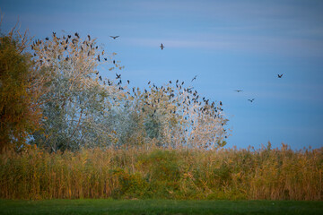 Large colony of Phalacrocorax carbo birds catched in Hungary countryside