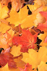 Autumn background - yellow, orange, maroon, purple, and red maple leaves from above. Close-up photo of yellowed leaves scattered on the ground. Background autumn leaves.