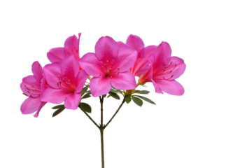 Isolated Rhododendron flowers on the branch, beautiful pink blooming azalea in the spring