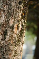 Texture d'&eacute;corce d'arbre avec de la mousse et un fond flou en automne
