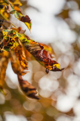 Feuilles mortes brunes sur une branche d'arbre en automne