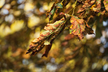 Feuilles mortes brunes sur une branche d'arbre en automne