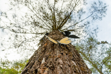 An extreme low-angle shot looking up the rough bark of a tall pine tree, with a metal butterfly...